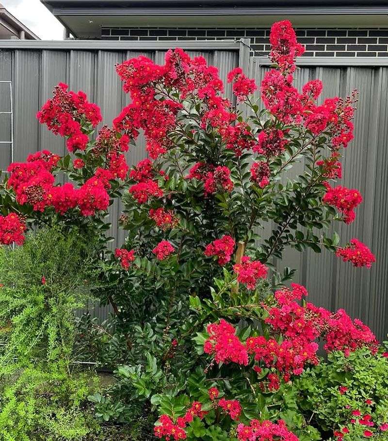 Well-Drained Soil Keeps Roots Healthy