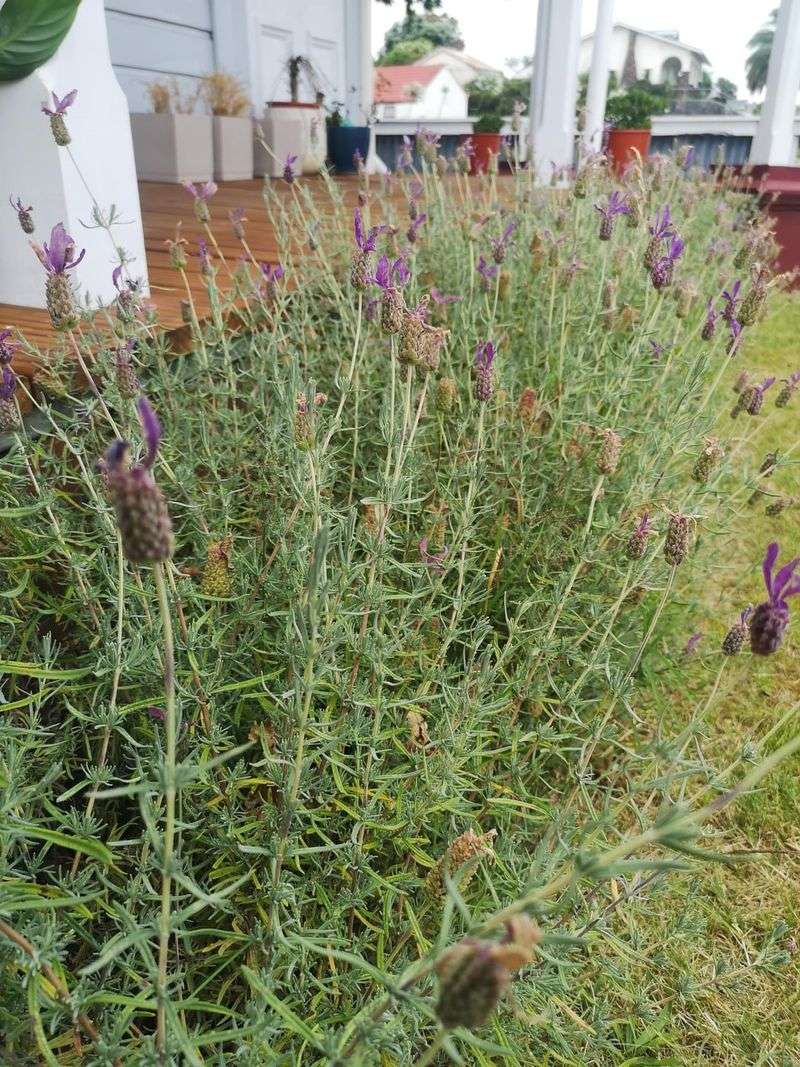 Avoid Overfeeding Lavender During Spring Growth
