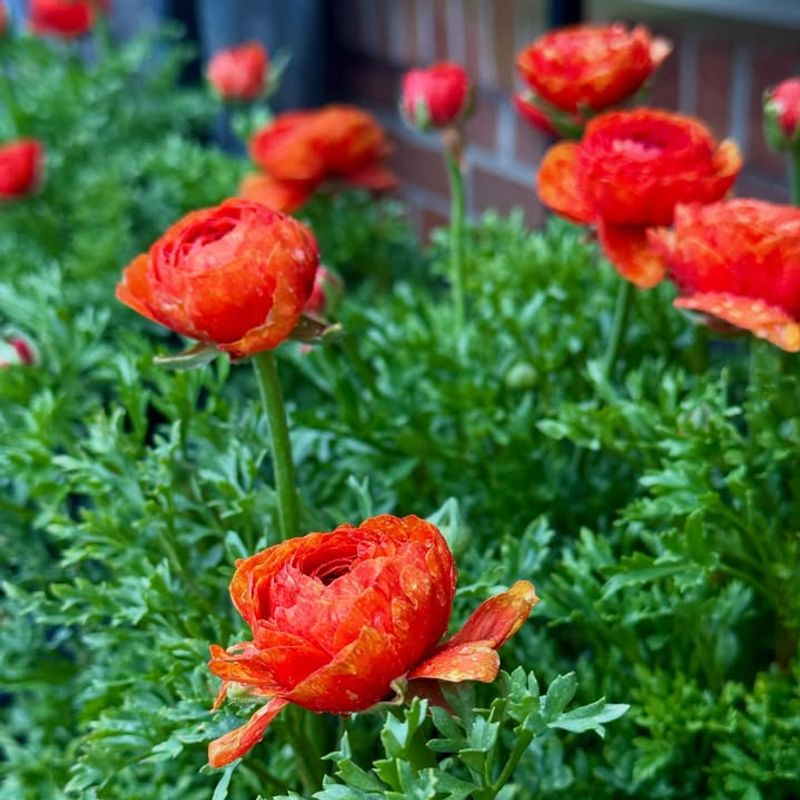 Consistent Moisture Keeps Plants Growing Without Stress