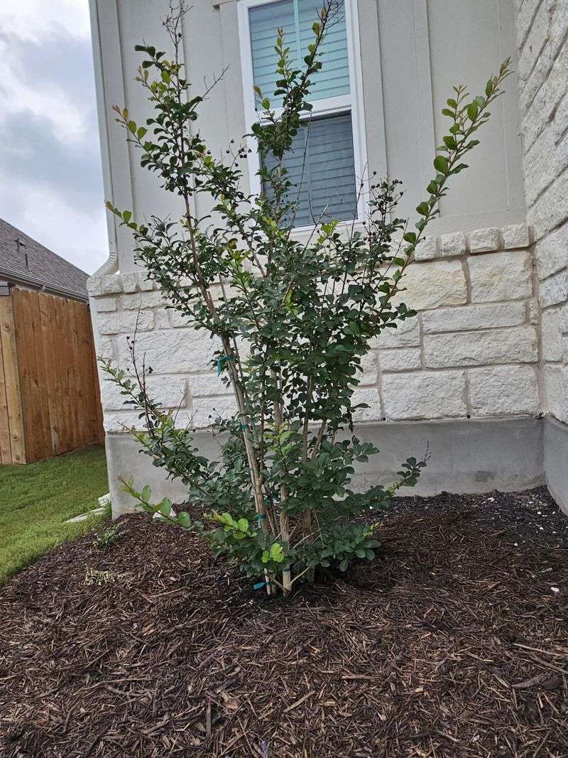 Too Much Shade Is Cutting Down The Bloom Show