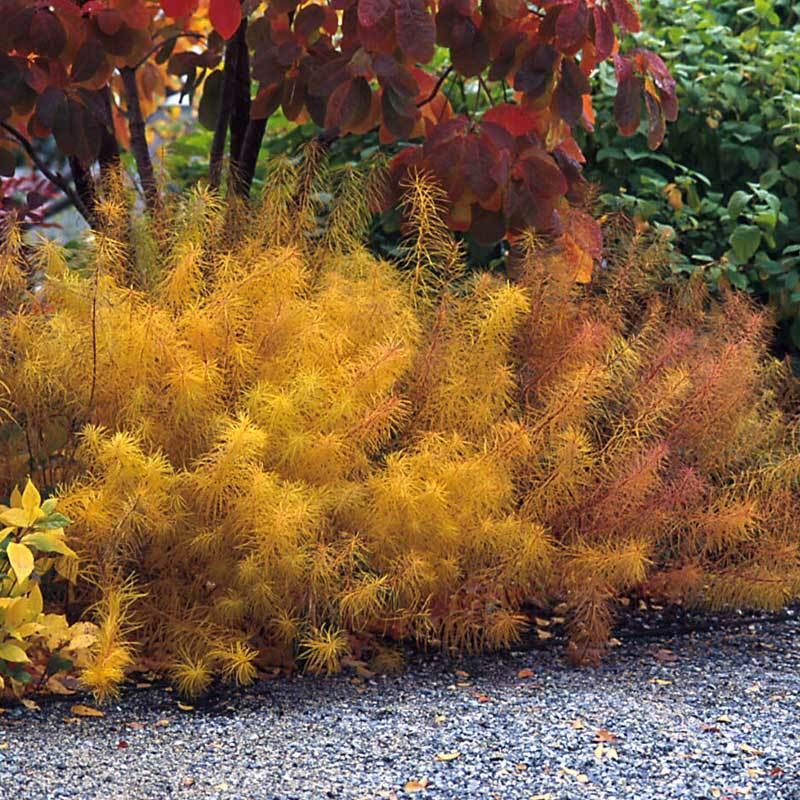 Bluestar Offers Brilliant Fall Color