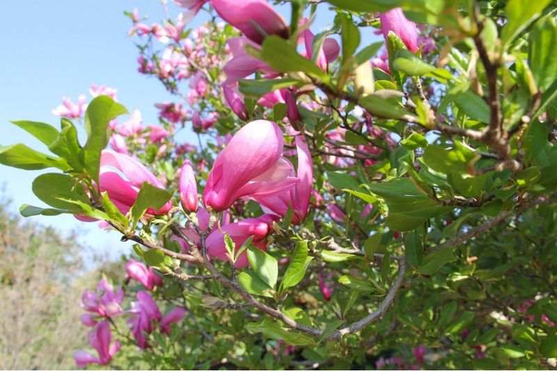 The Flowers Provide Early Nectar For Pollinators