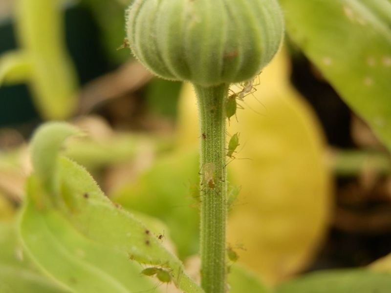 Pests Like Aphids And Spider Mites