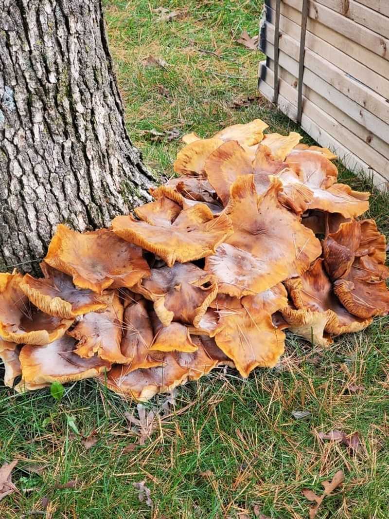 What Appears Above Ground Often Starts In The Soil Below