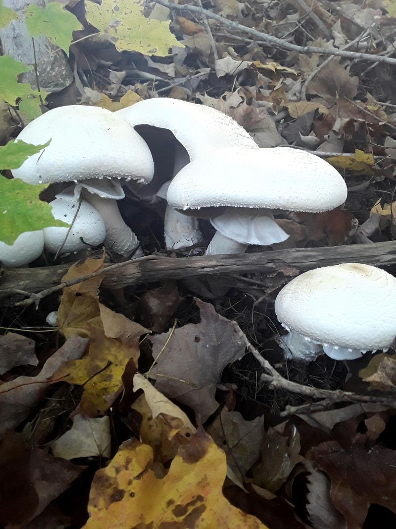 Moist Weather Can Bring Helpful Fungal Growth To The Surface