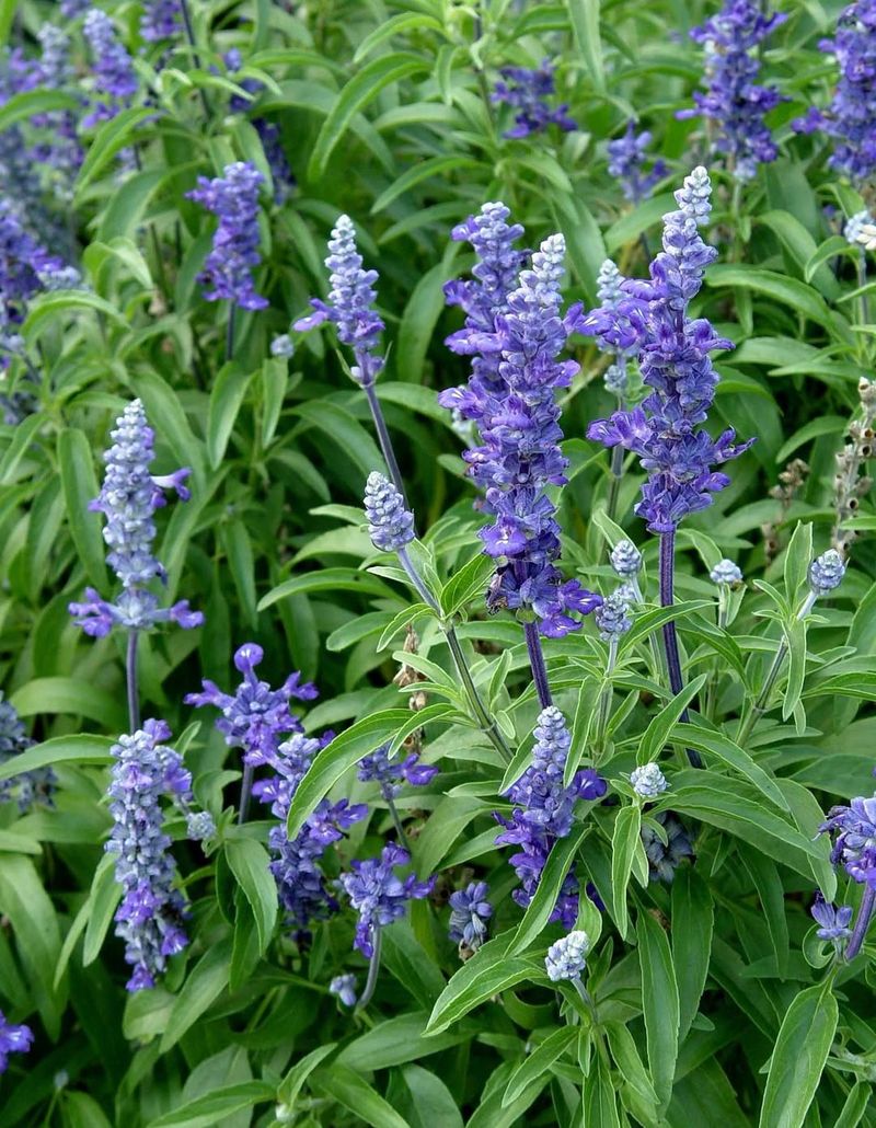 Salvia (Annual Types)