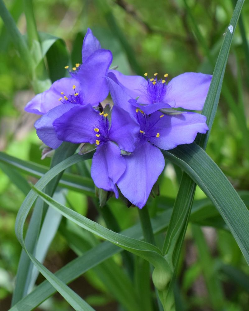 Spiderwort Offers Violet Flowers And Hardy Growth