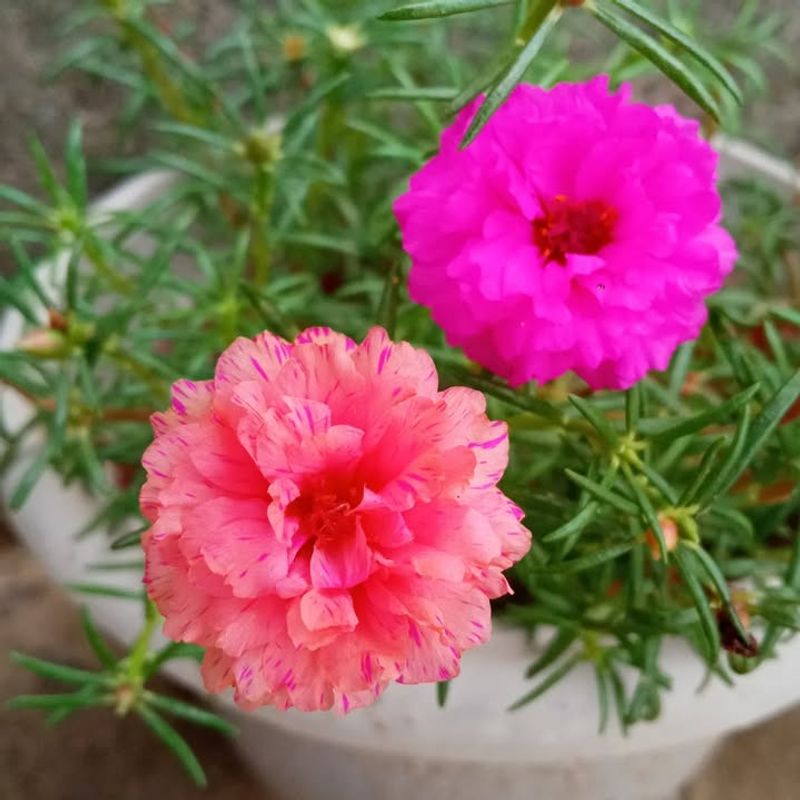 Portulaca Produces Bright Flowers Butterflies Visit In Heat