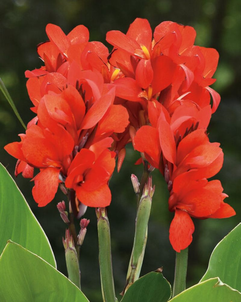 Canna Lily