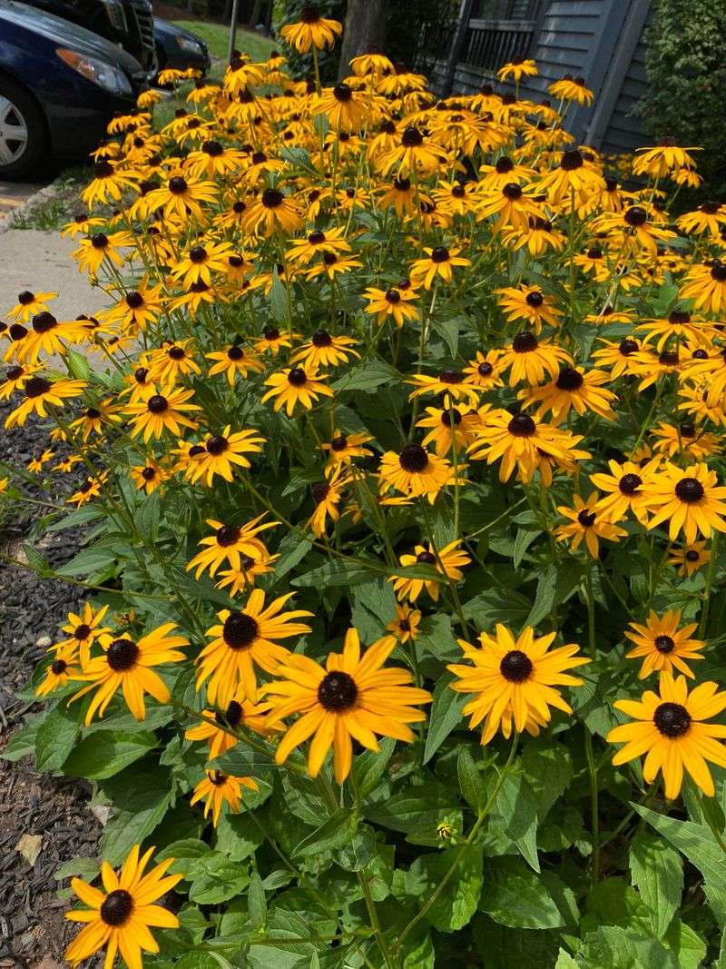 Black Eyed Susan Blooms Brightly After Cleanup