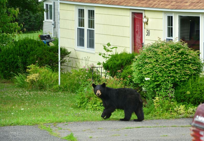 Natural Food Shortages Push Bears Toward Homes
