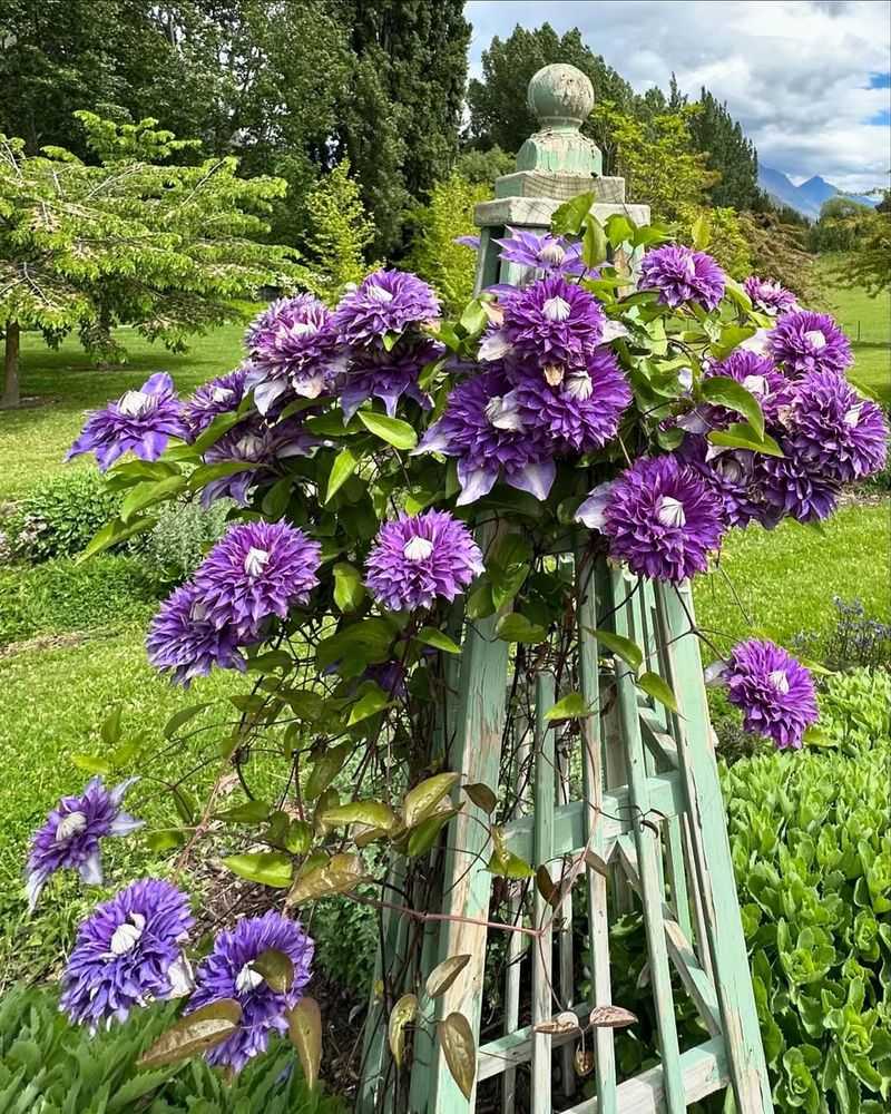 Decorative Iron Trellis Brings Elegant Vertical Interest