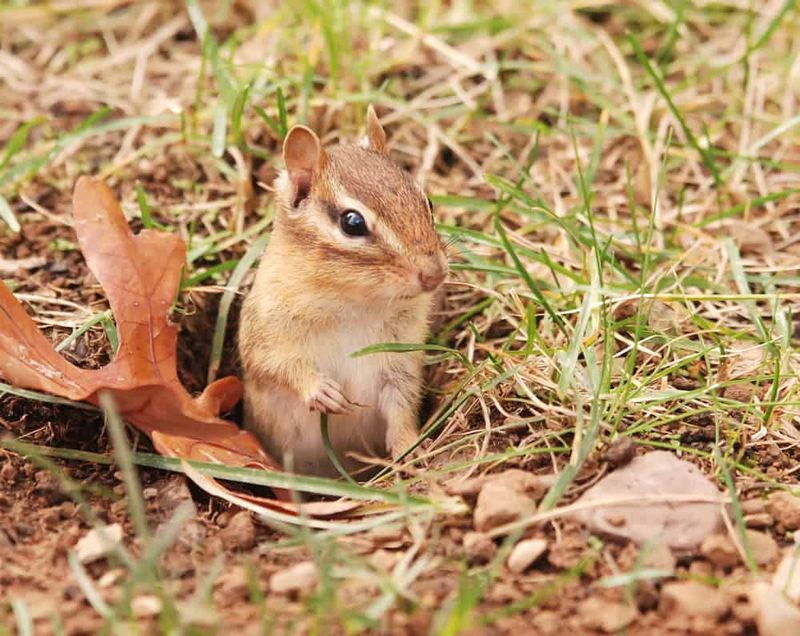 They Are Expanding And Maintaining Burrows