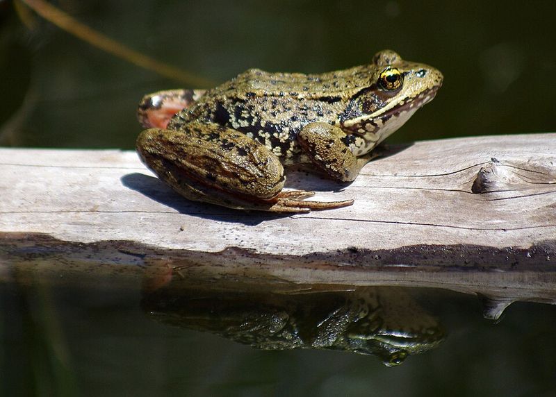 Amphibians Emerge From Winter Hiding Spots