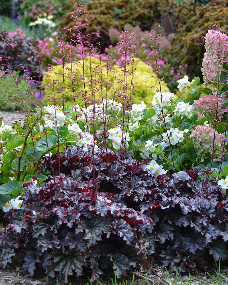 Coral Bells With Colorful Foliage Contrast