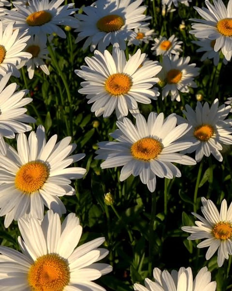 Shasta Daisy (Leucanthemum x superbum)