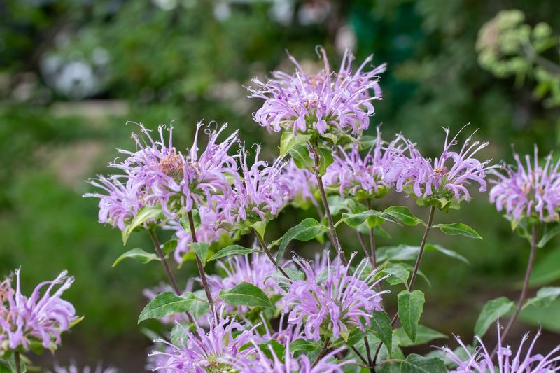 Bee Balm (Monarda fistulosa)