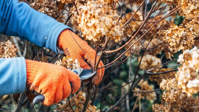 Cut Back Winter-Damaged Branches And Shrubs