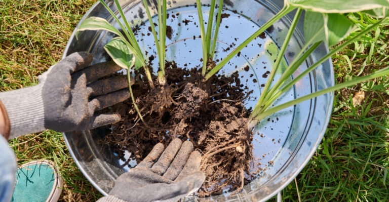 Garden Tasks California Gardeners Should Finish Before April Arrives