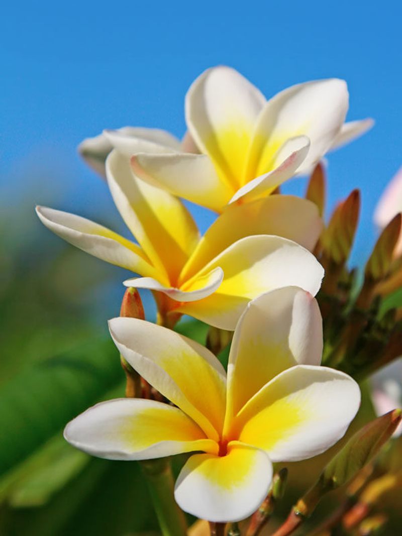 Plumeria 