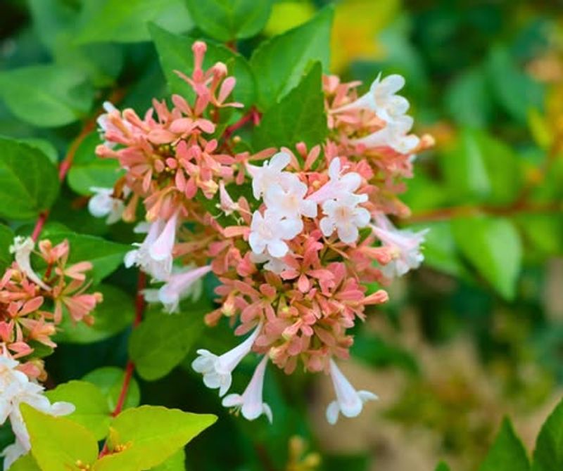 Abelia Covers Shrubs With Soft Pink And White Blooms
