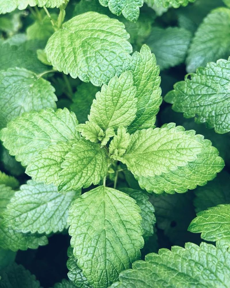 Lemon Balm (Melissa officinalis)