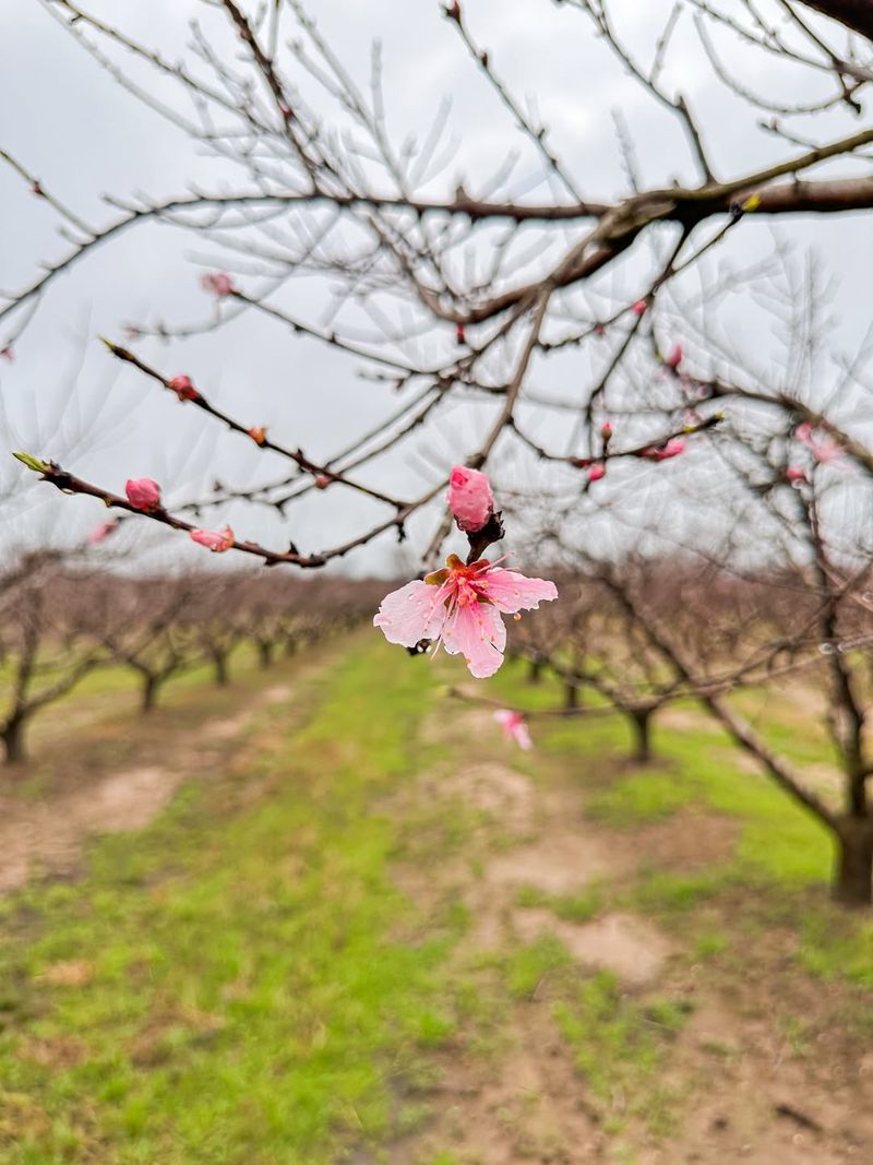 Peach Trees Benefit From Fertilizing As Spring Growth Begins
