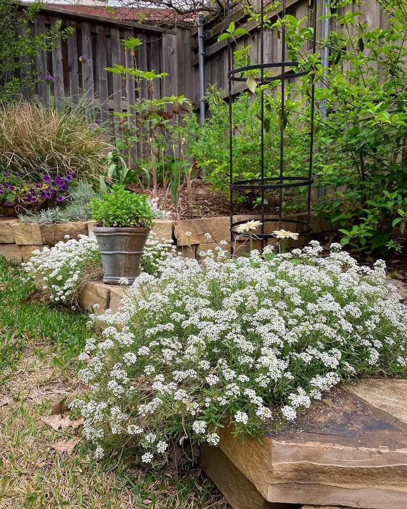 Sweet Alyssum Stays Low But Carries A Noticeable Honey Scent