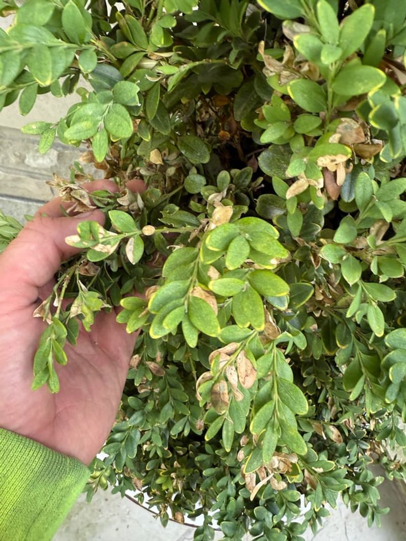 Boxwood Shrubs With Leafminer Blistering And Browning