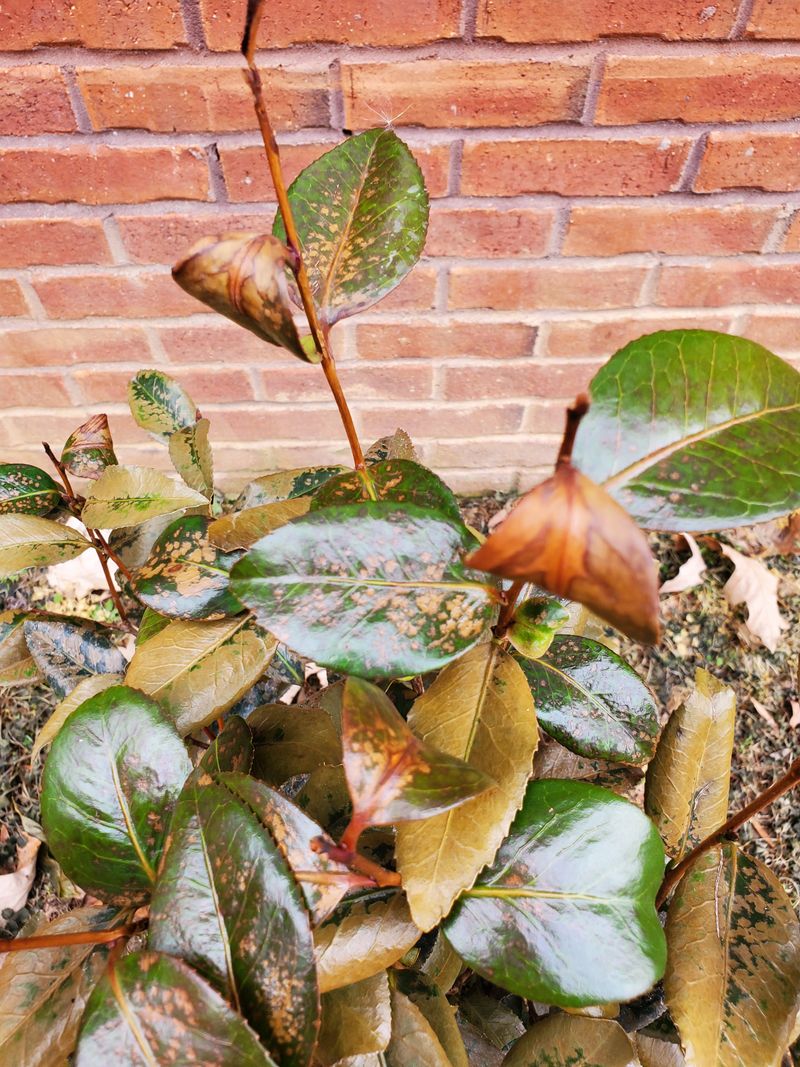 Camellias Should Not Be Pruned Too Soon
