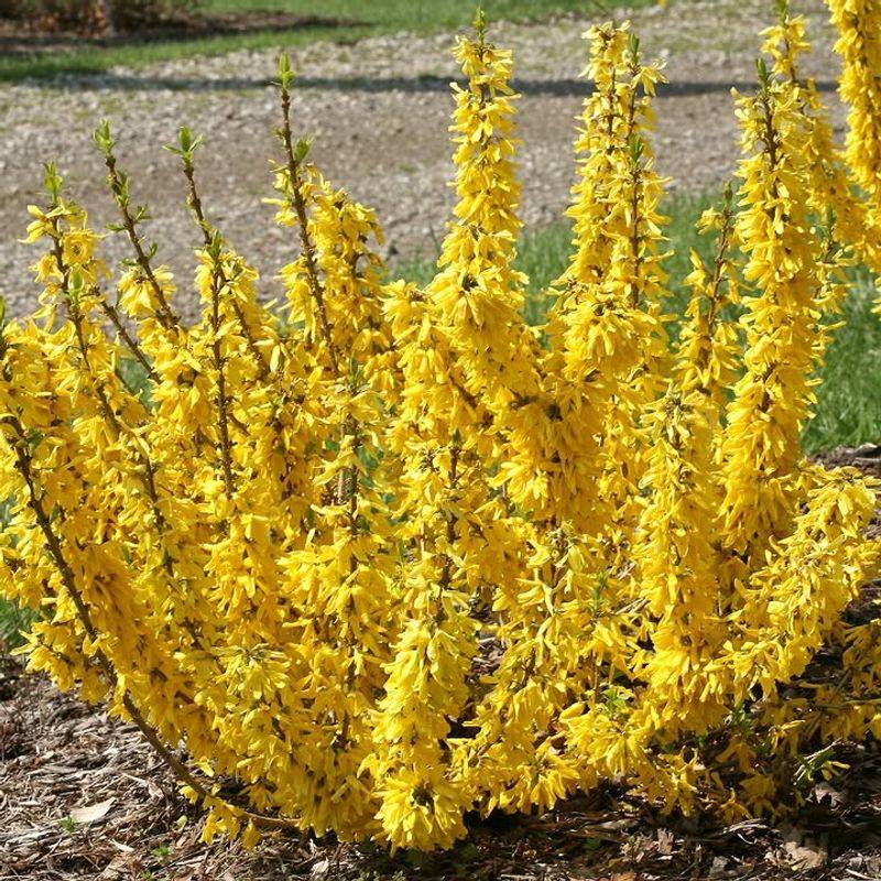 Forsythia Drops Its Bright Spring Flowers If Pruned Too Soon