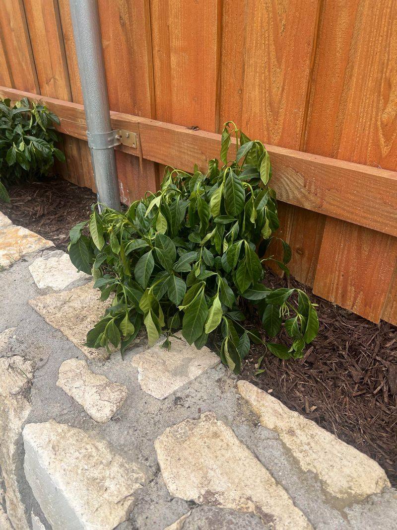 Dry Soil Triggers Bud Drop