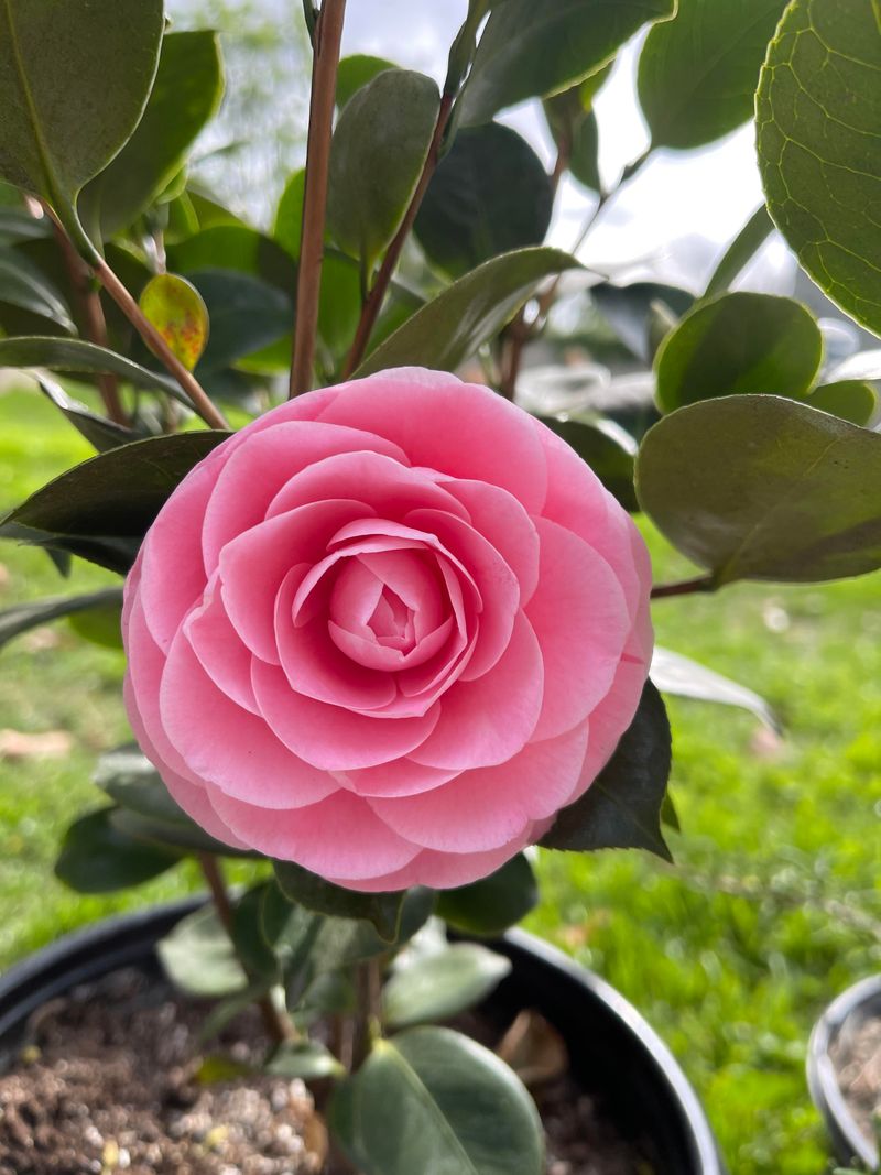 Camellias Form Next Season's Buds Soon After Blooming