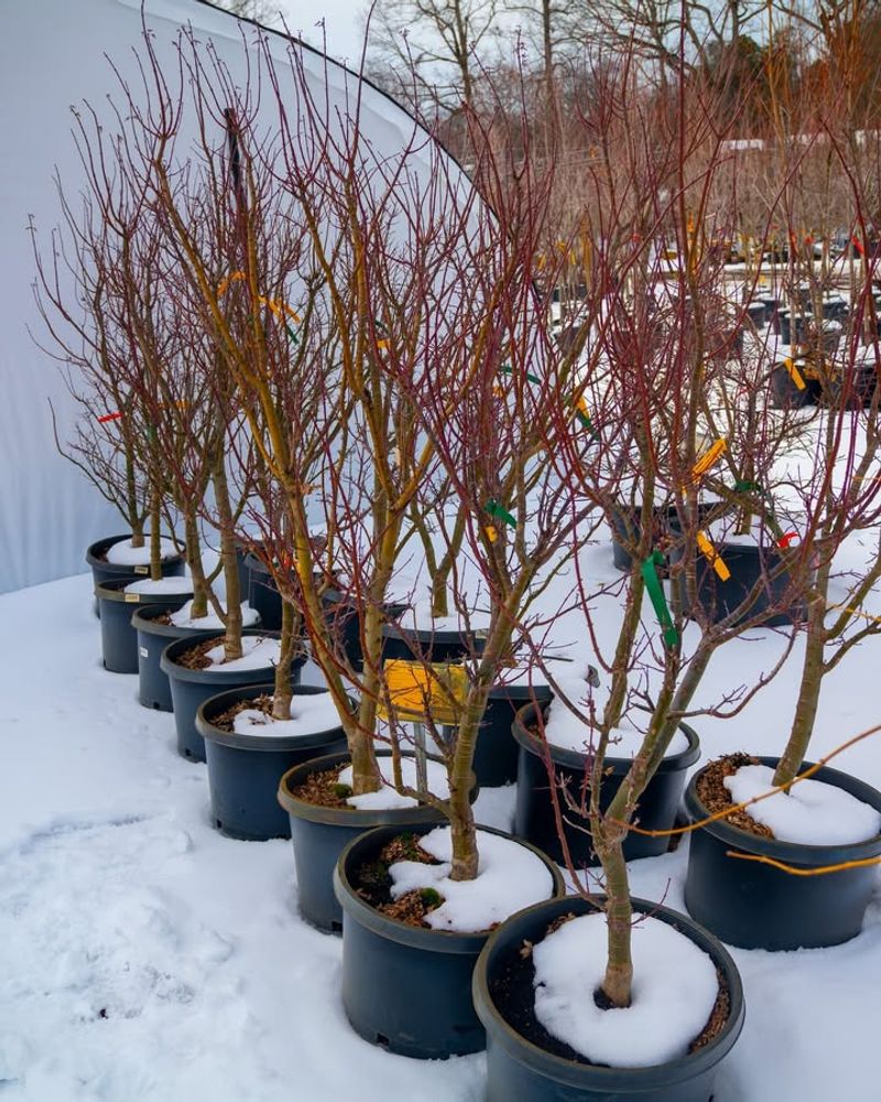 Japanese Maple Trees Need Careful Winter Protection