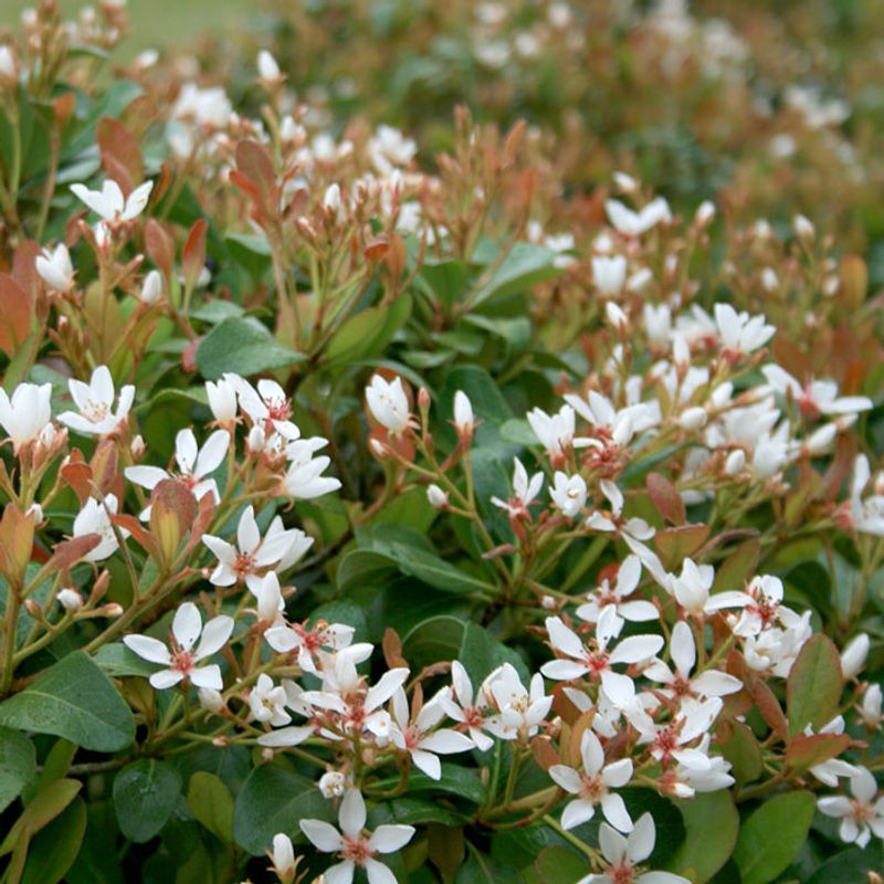 Indian Hawthorn Before Spring Bloom Ends