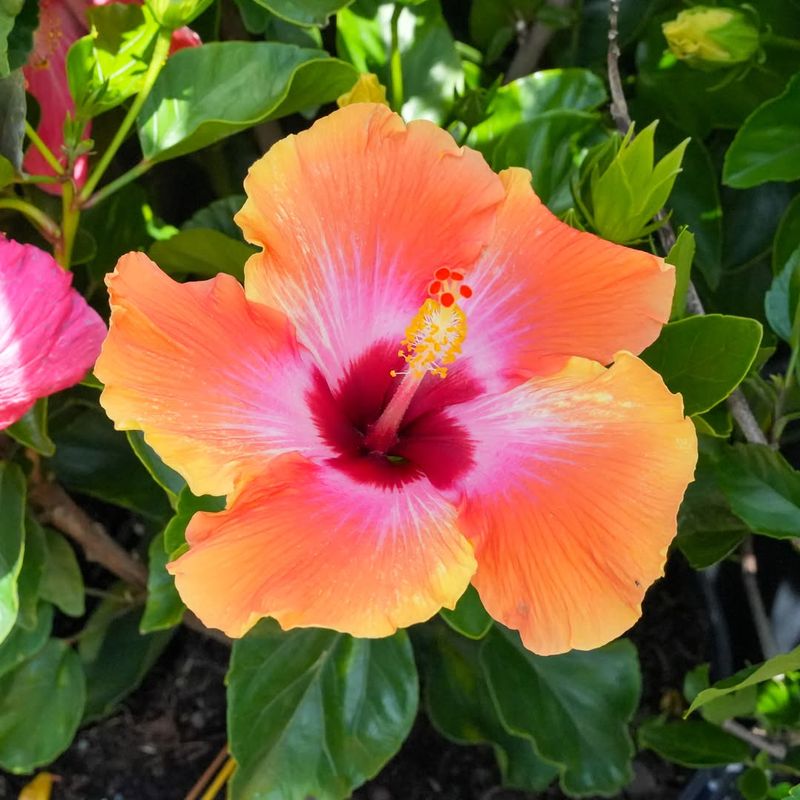 Hibiscus