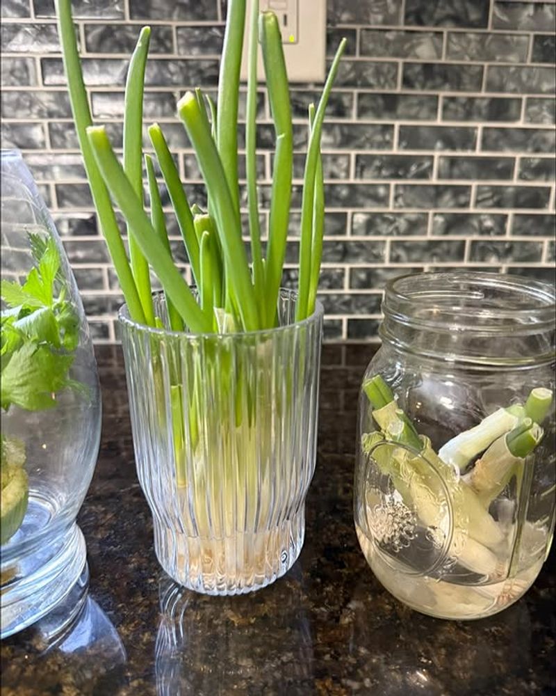Leeks Regrow New Green Tops From The Root Base