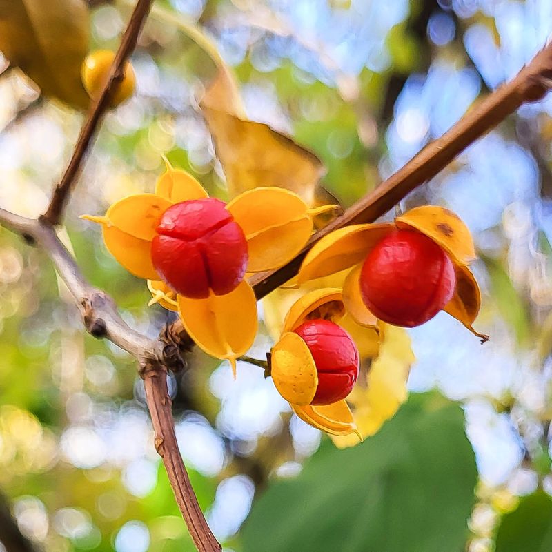 Oriental Bittersweet Twisting Through Trees And Shrubs