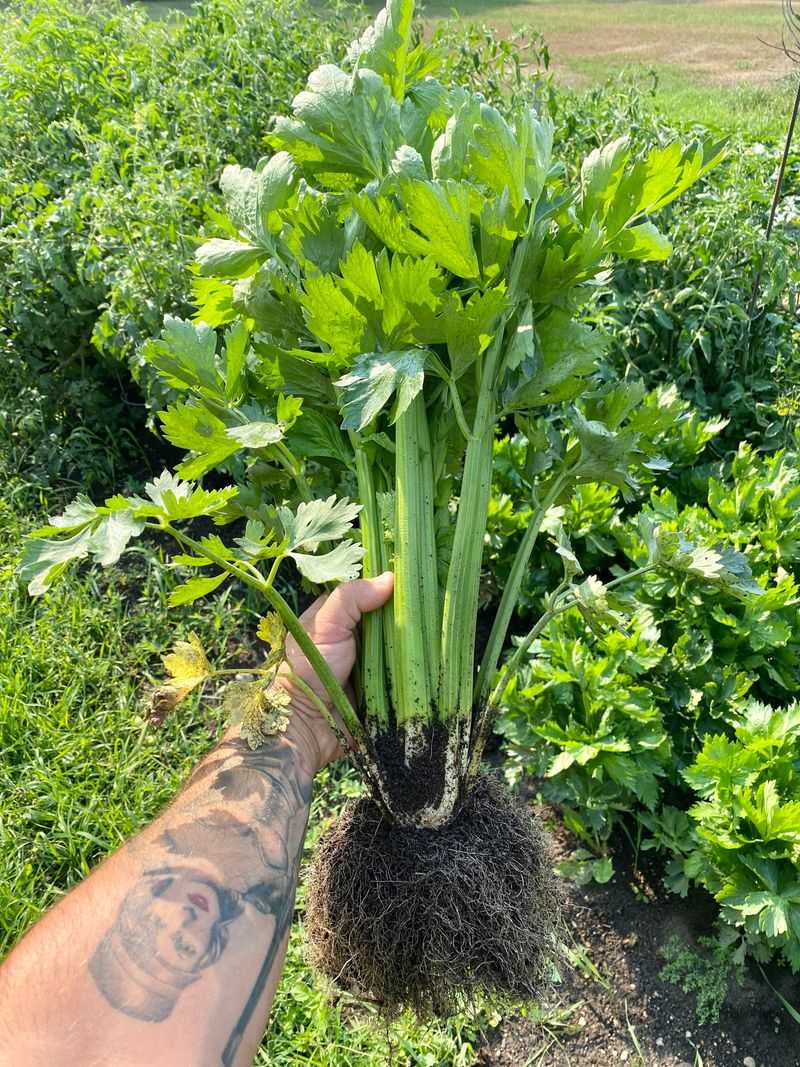 Celery Struggling In Heavy Soil