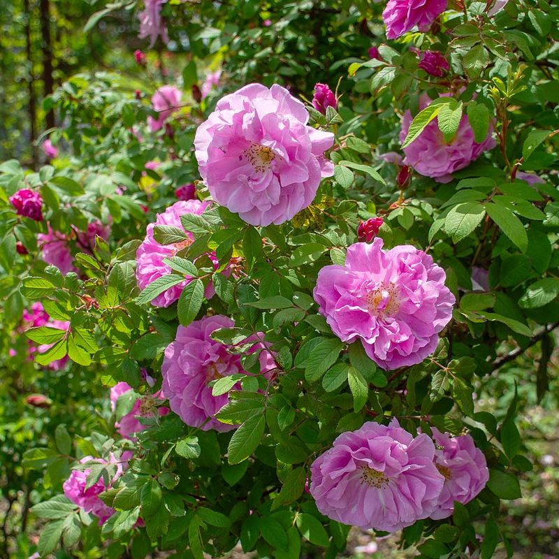 Rugosa Roses Tough Hardy And Full Of Character