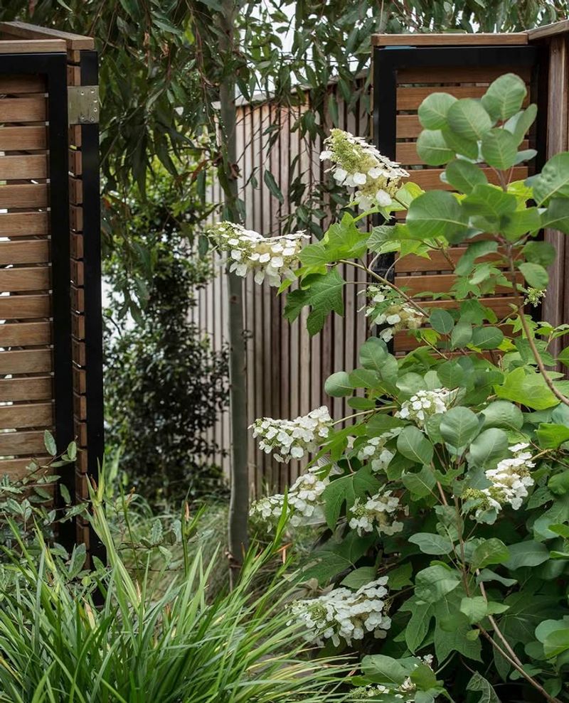 Oakleaf Hydrangea Grows Well In Shade And Humidity