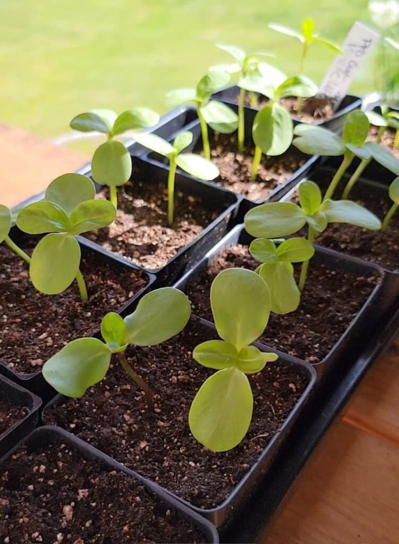 Why Late March Matters For Georgia Seedlings