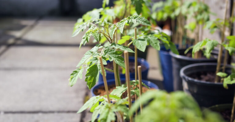 Georgia Gardeners Should Start Hardening Off Seedlings In Late March Here’s How