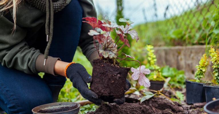 Georgia Guide To Planting Perennials In Early Spring