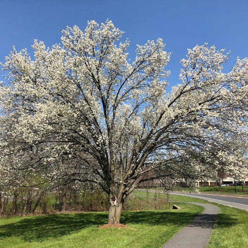 Bradford Pear Splits Easily And Spreads Beyond Landscapes