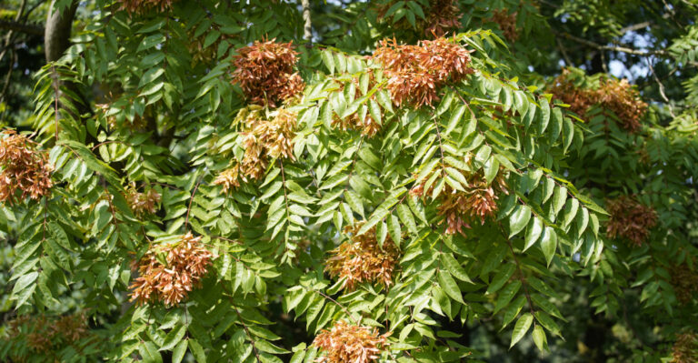 tree (featured image)