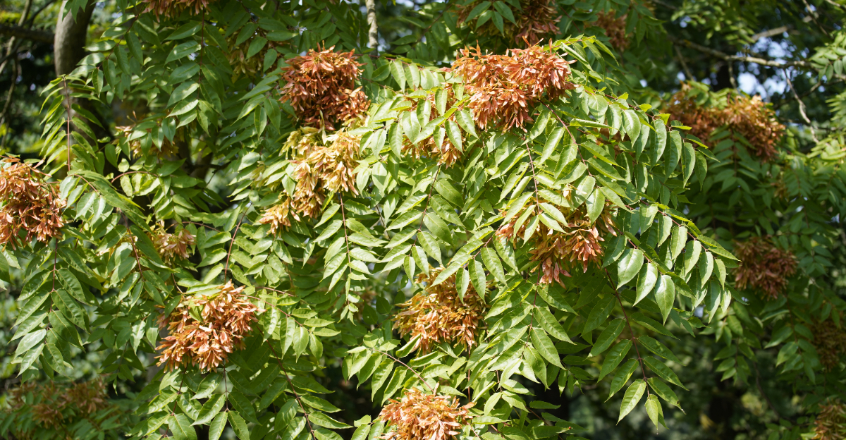 tree (featured image)