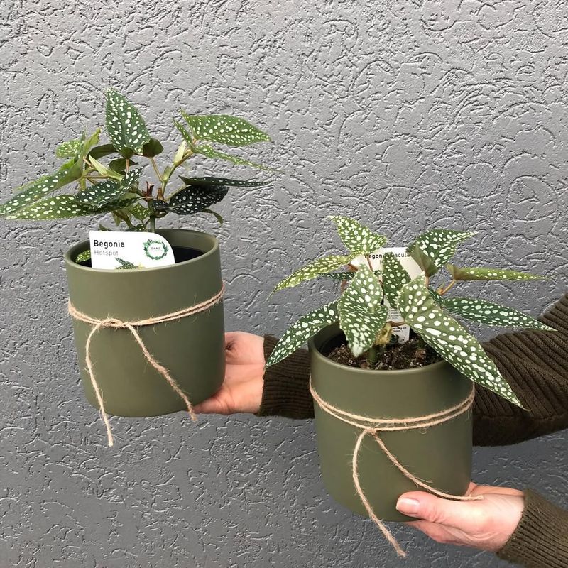 Begonia Adds Soft Color And Lush Foliage Indoors
