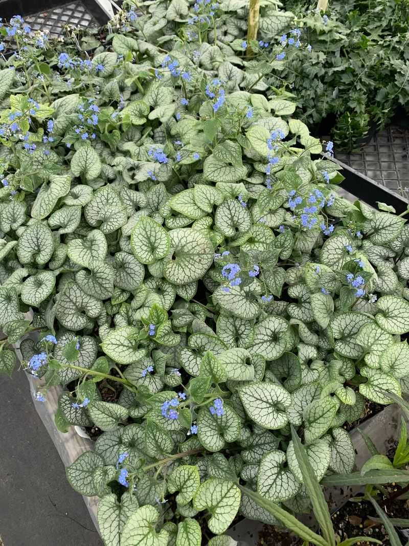 Siberian Bugloss