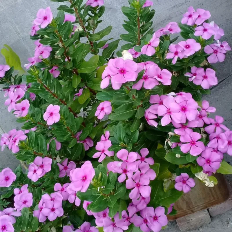 Vinca Handles Heat And Performs Well In Containers